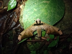 Adhemarius sexoculata