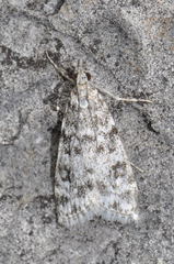 Eudonia murana