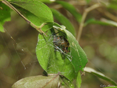 Araneus venatrix
