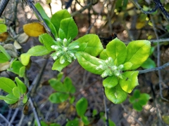 Escallonia illinita