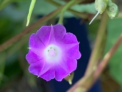Ipomoea dumetorum