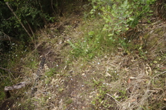 Wahlenbergia obovata