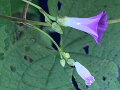 Ipomoea dumetorum