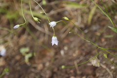 Wahlenbergia obovata