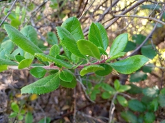 Escallonia illinita