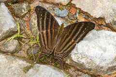 Marpesia livius