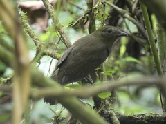 Schiffornis veraepacis