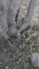 Mammillaria polythele