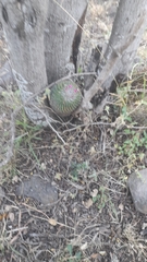 Mammillaria polythele