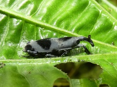 Rhodobaenus nawradii
