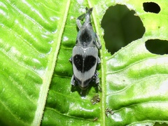 Rhodobaenus nawradii
