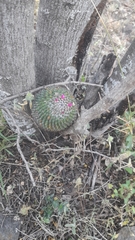 Mammillaria polythele