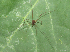 Cynorta unciscripta
