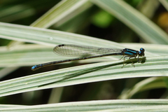Acanthagrion trilobatum