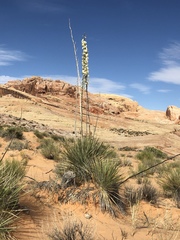 Yucca utahensis