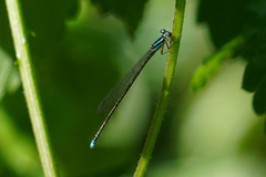 Acanthagrion trilobatum