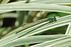Acanthagrion trilobatum