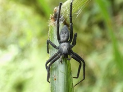 Bromelina