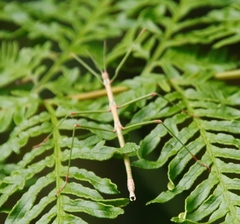 Pteris dentata