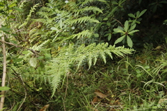 Pteris dentata
