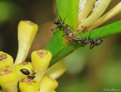 Camponotus leydigi