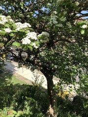 Crataegus mollis