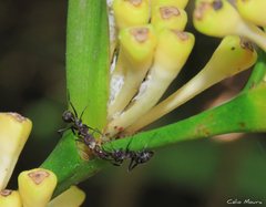 Camponotus leydigi