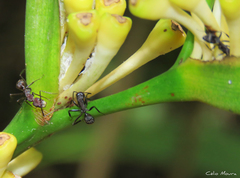 Camponotus leydigi