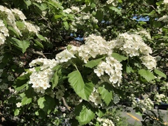 Crataegus mollis