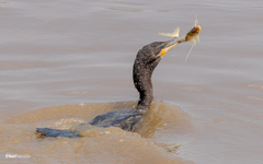 Nannopterum brasilianum