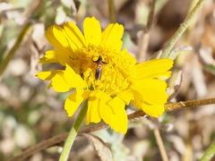 Aetole unipunctella