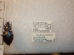 Carabus monticola