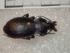 Carabus montivagus