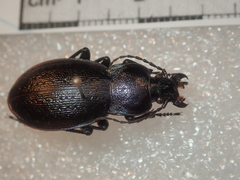 Carabus montivagus
