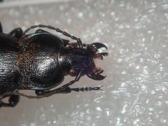 Carabus montivagus