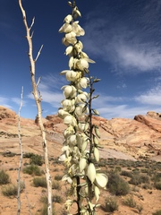Yucca utahensis