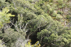 Apodytes dimidiata dimidiata