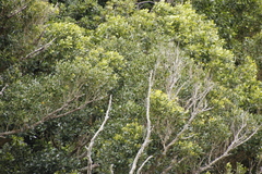 Apodytes dimidiata dimidiata