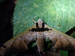 Adhemarius sexoculata