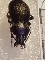 Carabus montivagus