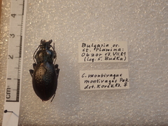 Carabus montivagus
