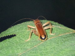 Ocellarnaca
