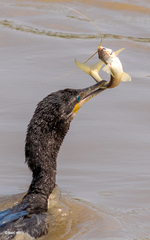 Nannopterum brasilianum