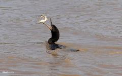 Nannopterum brasilianum