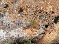 Loxosceles amazonica
