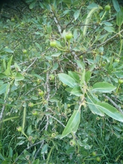 Pyrus syriaca