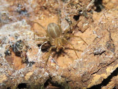 Loxosceles amazonica
