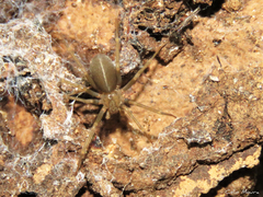 Loxosceles amazonica