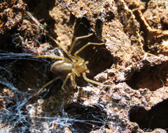 Loxosceles amazonica