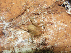 Loxosceles amazonica